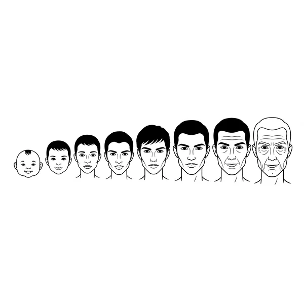 Face shape development through different life stages.